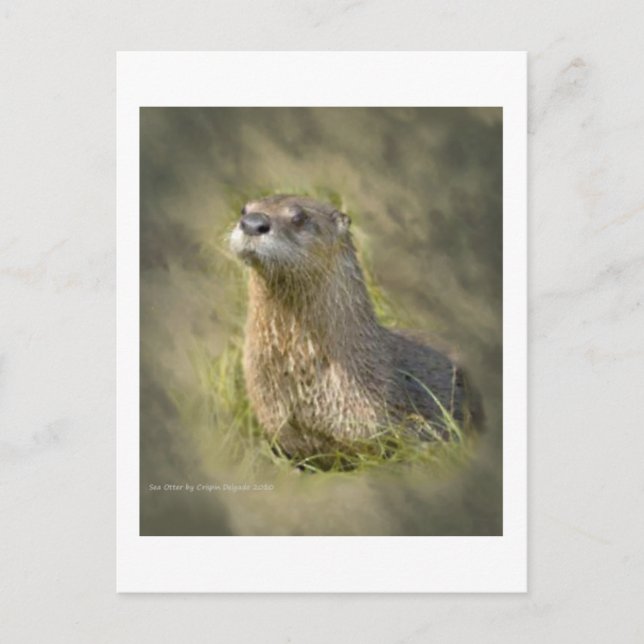 Cartes postales de loutres de mer (Devant)