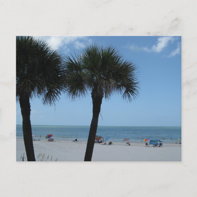 Cartes postales de Madeira Beach Palms (Devant)