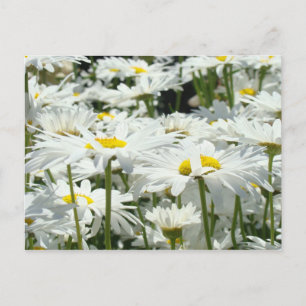 Cartes postales de marguerite personnalisées Ajout