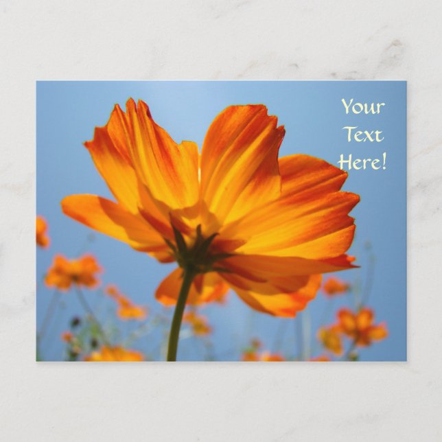 Cartes postales de marguerites orange Fleurs carte (Devant)