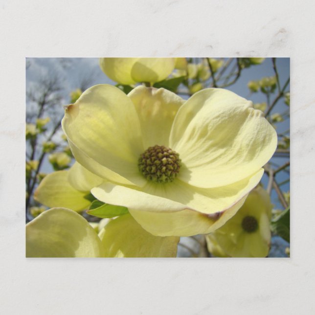 Cartes postales de nature Fleurs de cornouiller bl (Devant)