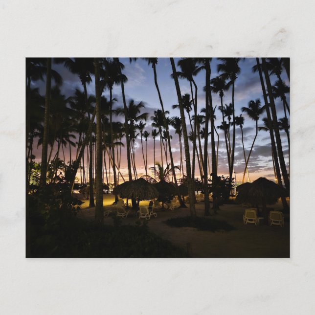 Cartes postales de palmiers et de coucher de solei (Devant)