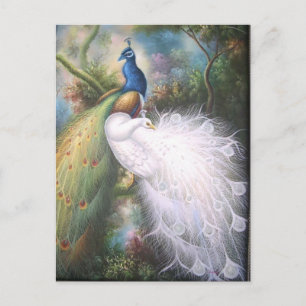cartes postales de paons