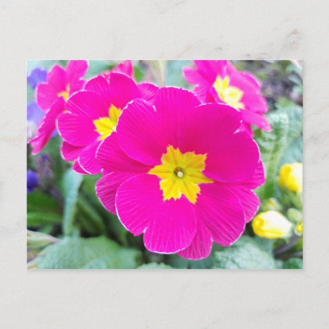 Cartes postales de pensées roses dans le parc (Devant)