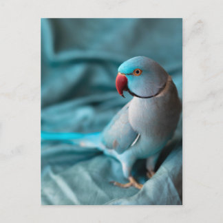 cartes postales de perroquet