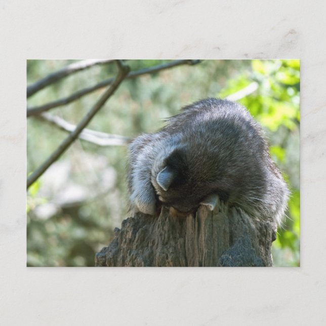 Cartes postales de Raccoon dormant (Devant)