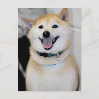 Cartes postales de race de chien Shiba Inu Orange