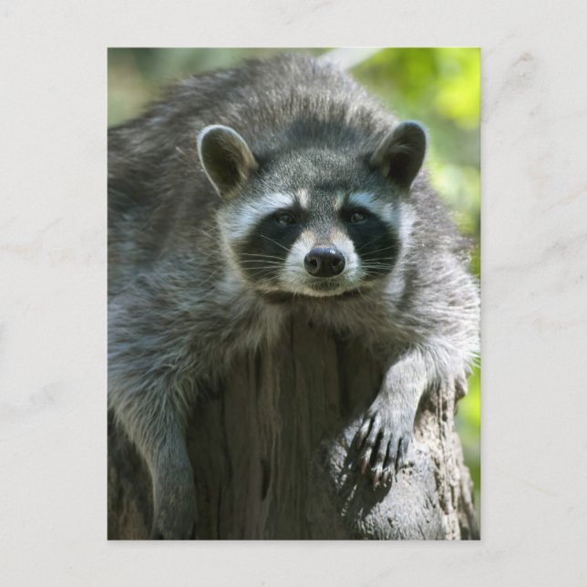 Cartes postales de ratons laveurs (Devant)