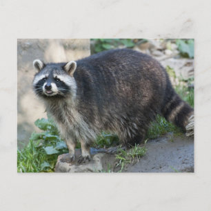 Cartes postales de ratons laveurs