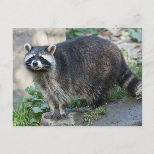 Cartes postales de ratons laveurs (Devant)