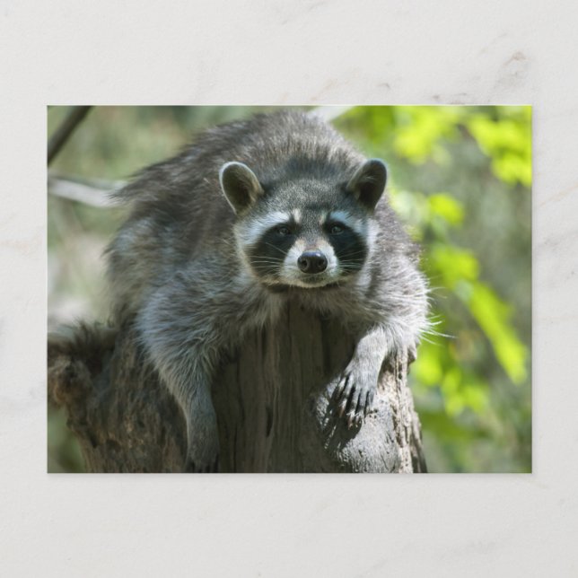 Cartes postales de ratons laveurs (Devant)