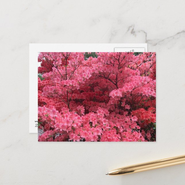 Cartes postales de rhododendrons d'Halifax Nouvell (Devant/Arrière en situation)