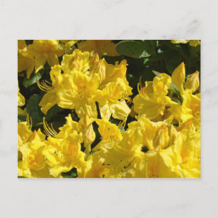 Cartes postales de Rhododendrons Jaunes