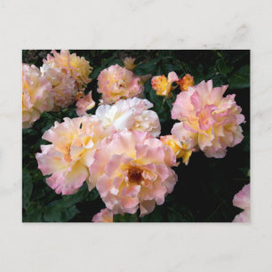 Cartes postales de roses fleurs , roses roses jaun