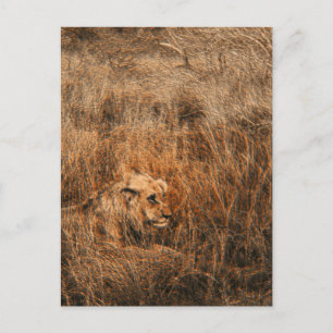 Cartes postales de safari animal sauvage de lion m