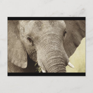 Cartes postales de safari faune éléphant d'Afrique