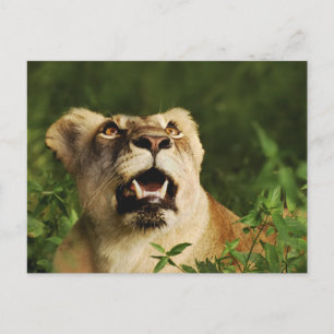 Cartes postales de salutation Lion safari