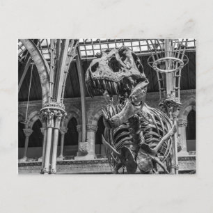 Cartes postales "de squelette de T-Rex"