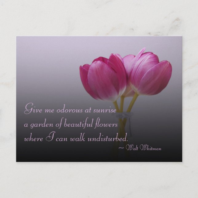 Cartes postales de tulipes de Walt Whitman (Devant)