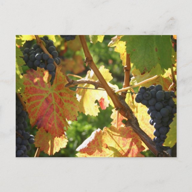 Cartes postales de voyage 65 (Devant)