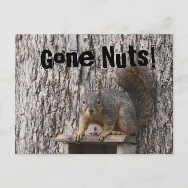 Cartes postales d'écureuil (Devant)
