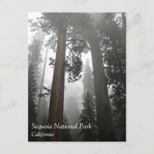 Cartes postales des arbres géants de séquoia dans