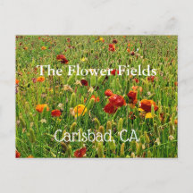 Cartes postales des champs de fleurs de Carlsbad, 