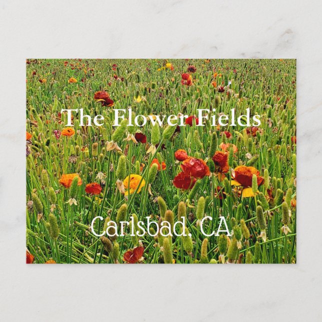 Cartes postales des champs de fleurs de Carlsbad,  (Devant)