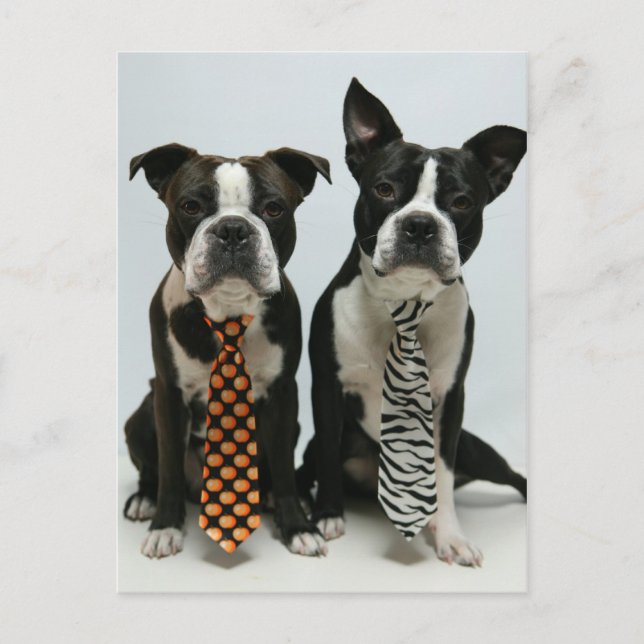 Cartes postales des frères Boston (Devant)