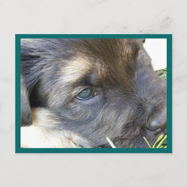Cartes postales des yeux de chiot (Devant)