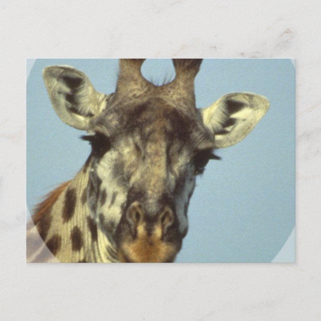 Cartes postales design Giraffe (Devant)