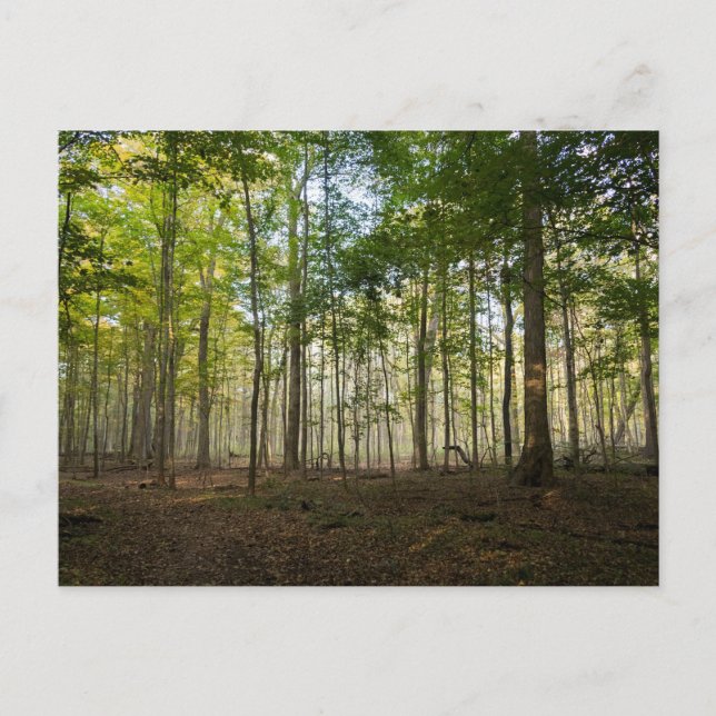 Cartes postales d'images de la nature (Devant)