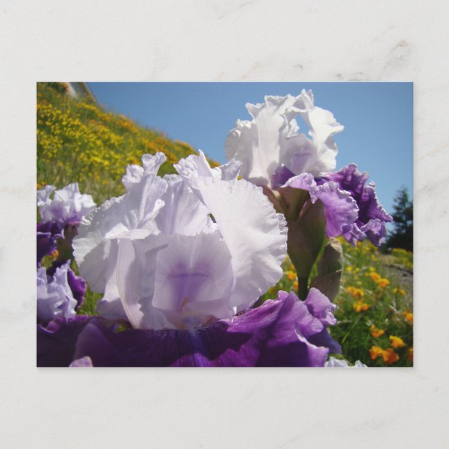 Cartes postales d'iris Fleur prairie Iris Violet B (Devant)