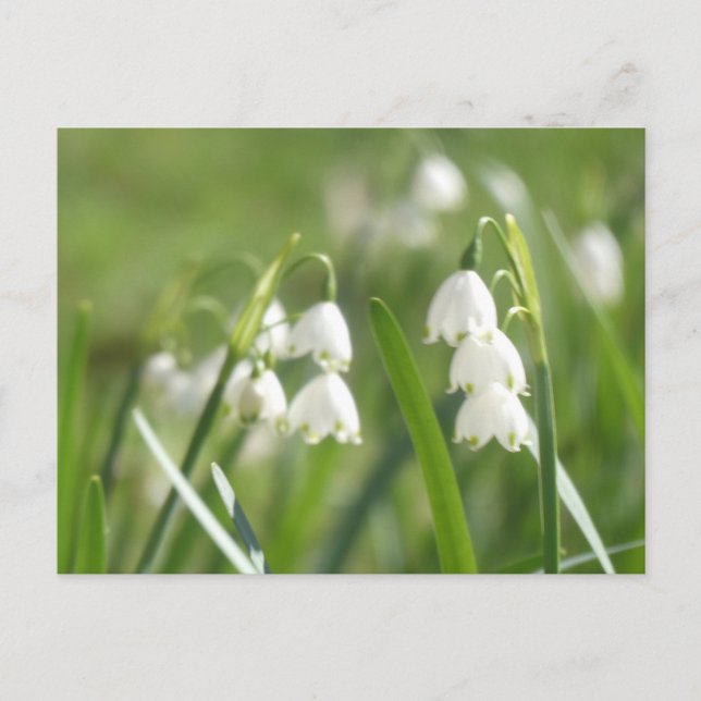 Cartes postales DIY Flocons d'été (Devant)
