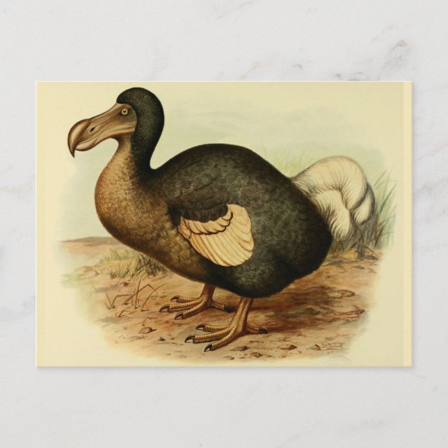 Cartes postales Dodo (Devant)