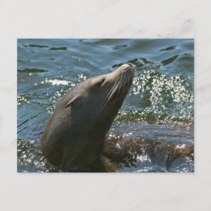 Cartes postales d'otaries