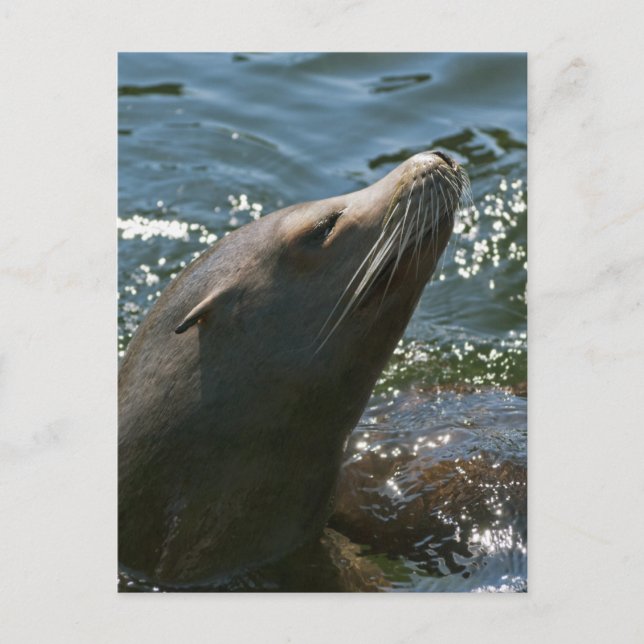 Cartes postales d'otaries (Devant)