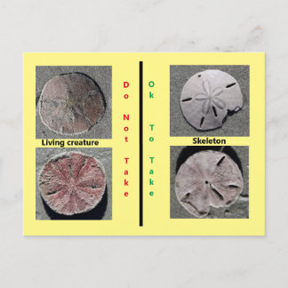 Cartes postales d'Oursins morts et vivants