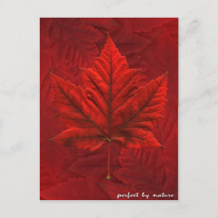 Cartes postales du Canada Carte postale Souvenir d