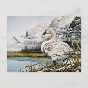Cartes postales du cygne trompette