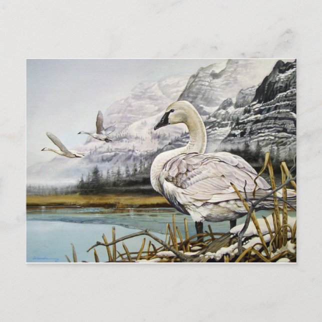 Cartes postales du cygne trompette (Devant)