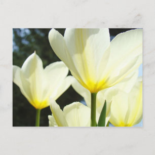 Cartes postales du jardin de tulipes Tulipes blanc