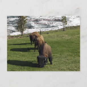 Cartes postales du parc national Yellowstone