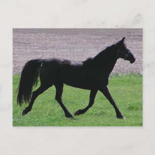 Cartes postales du profil arabe