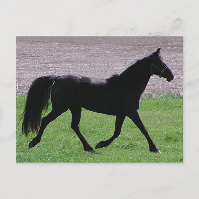Cartes postales du profil arabe (Devant)