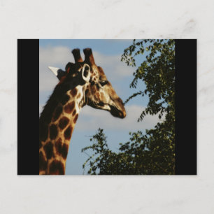 Cartes postales du safari animalier Giraffe