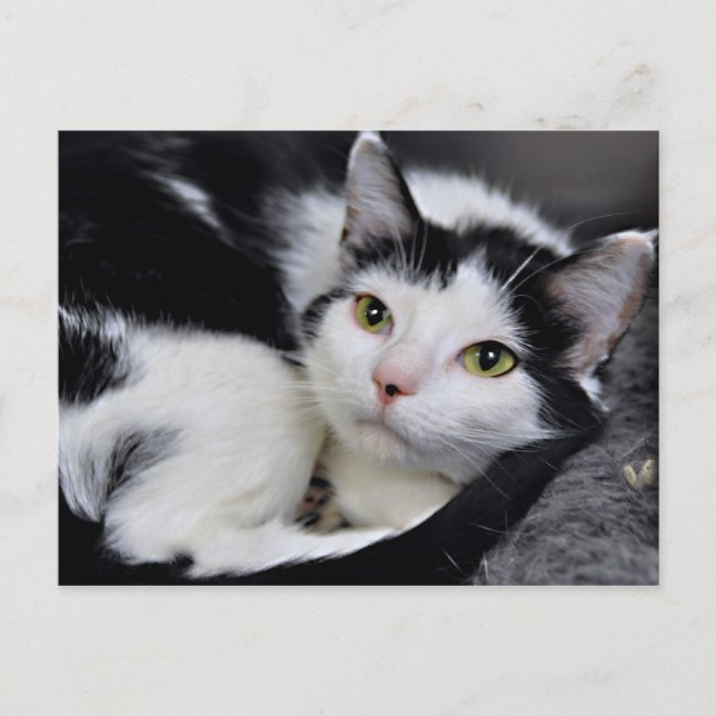 Cartes postales en chats courtes noirs et blancs a (Devant)