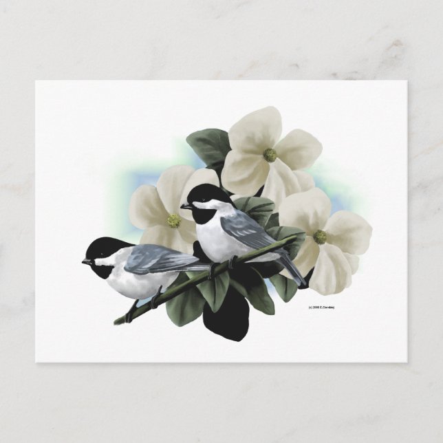 Cartes postales en chickadee noir (Devant)