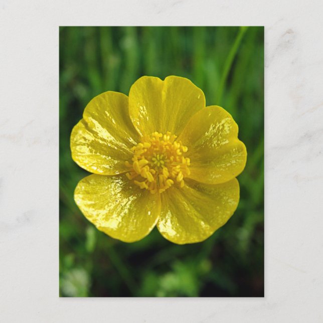 Cartes postales en coupe-beurre (Devant)