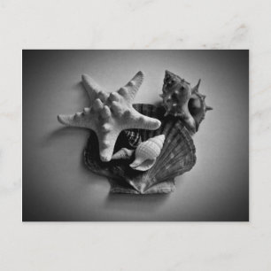 Cartes postales en noir et blanc avec des coquilla